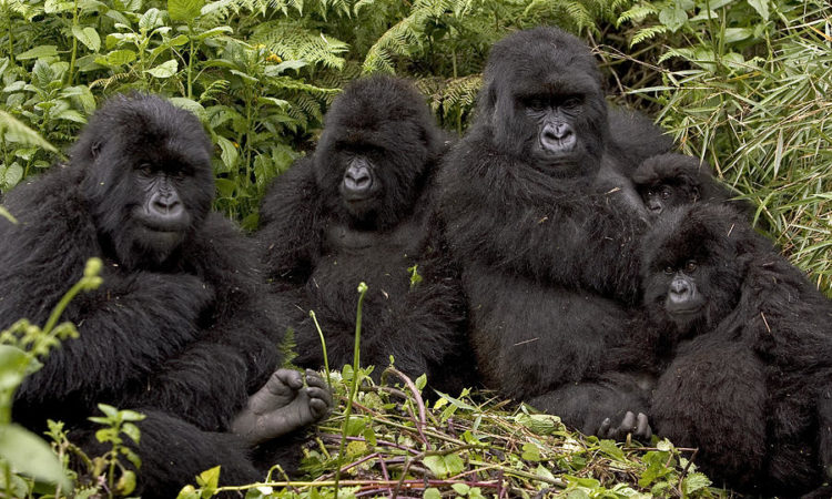 Bwindi Impenetrable National Park (Uganda)
