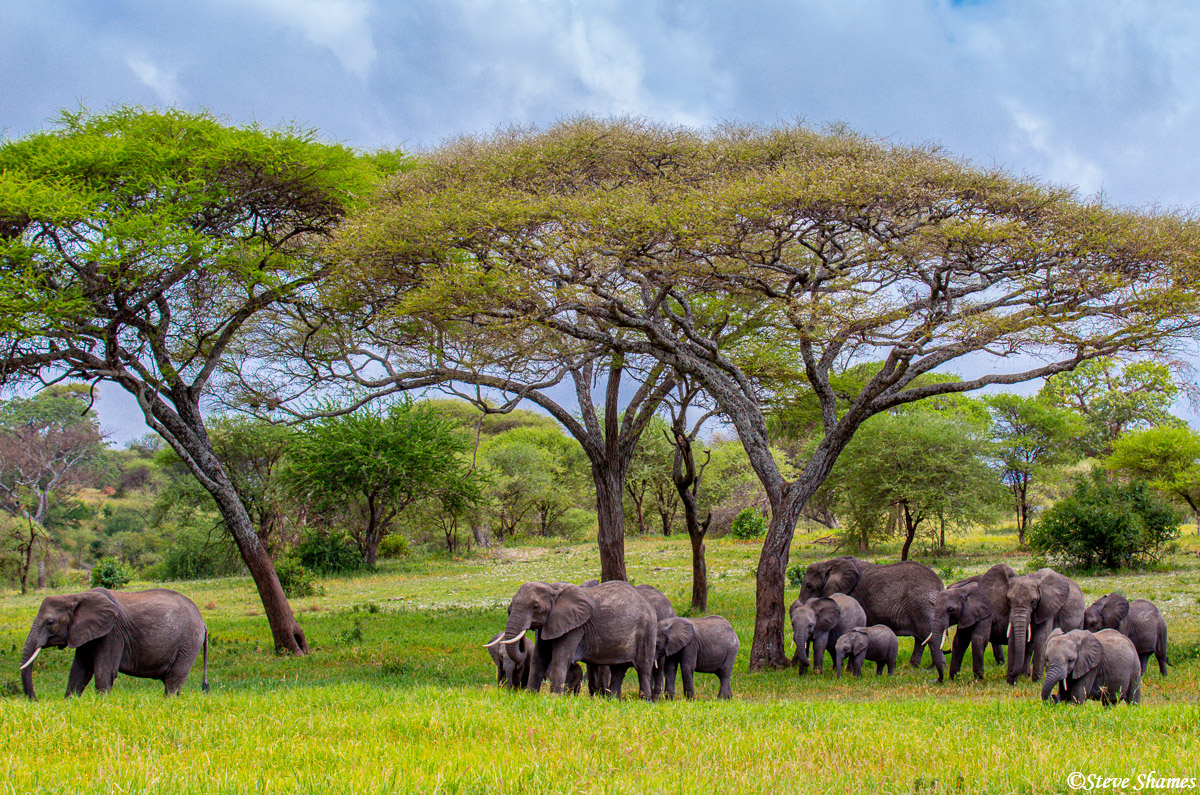Elephant Herds