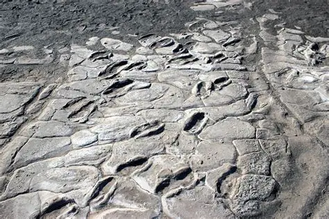 Laetoli Footprints