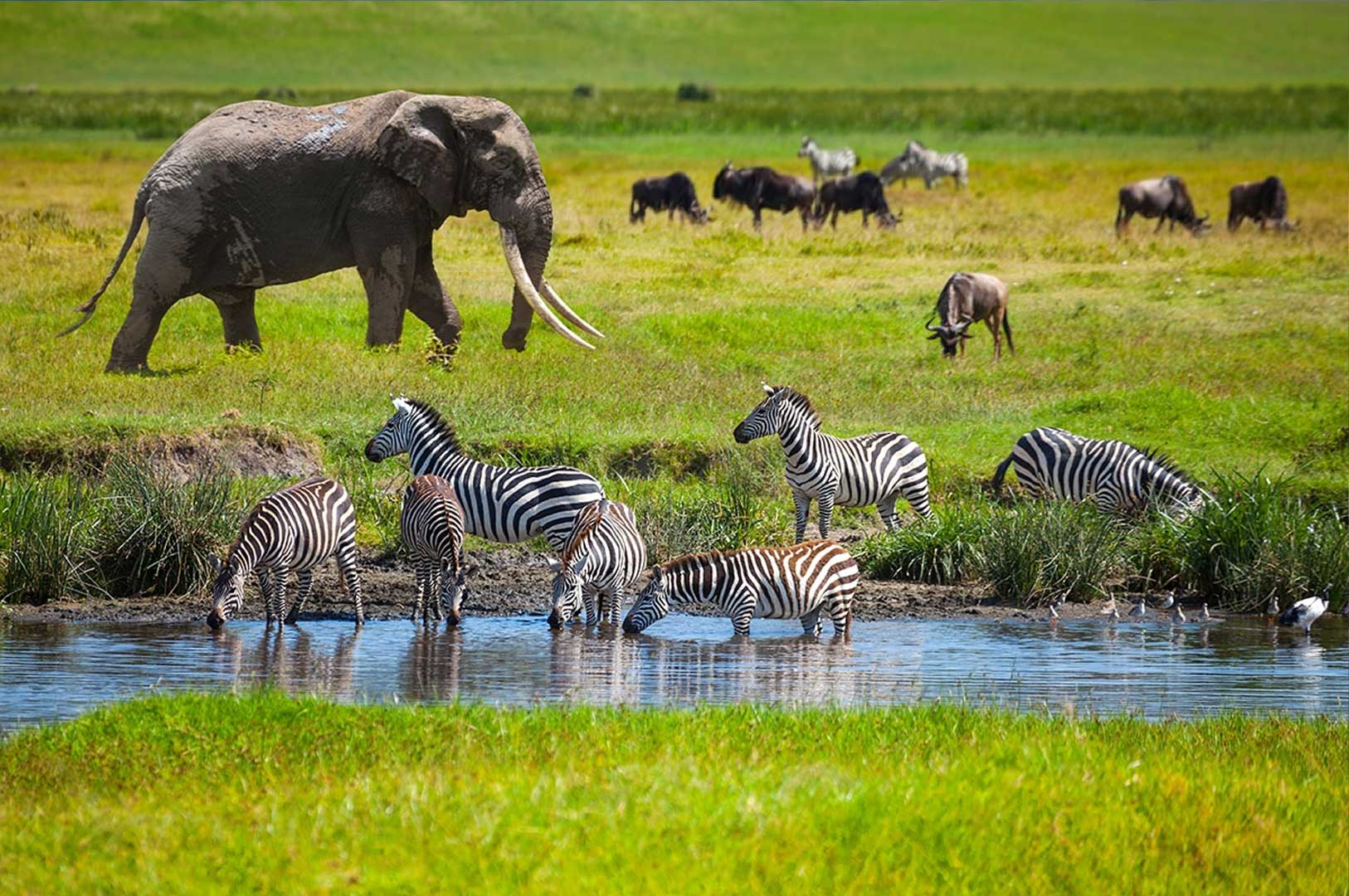 Tanzania Wildlife
